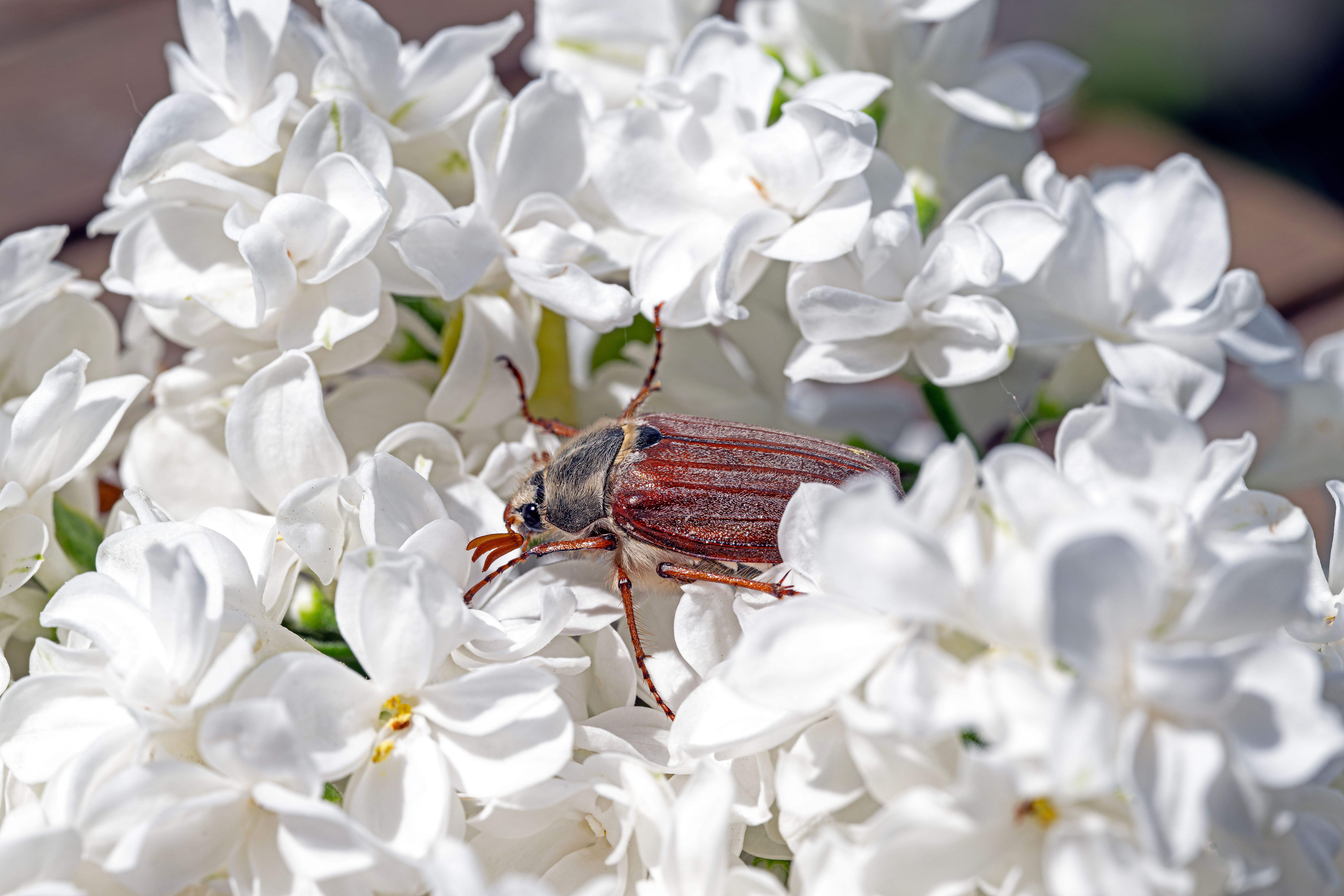 insects have 6 8