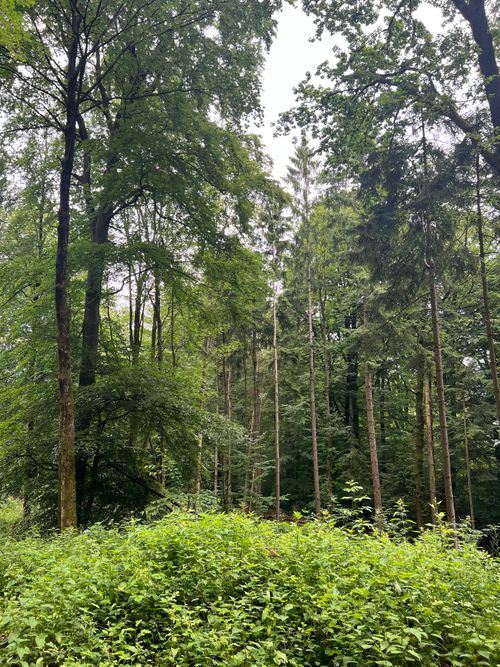 Free Lush green forest scene showcasing tall trees and dense foliage in Germany. Stock Photo