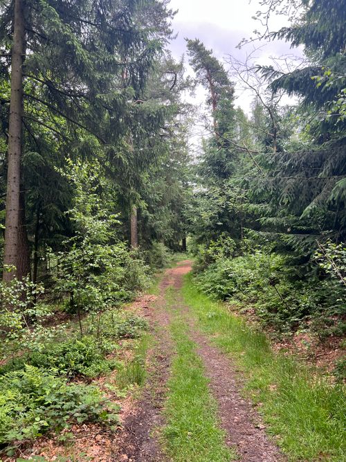 Free Tranquil forest path surrounded by lush greenery in Germany, perfect for a peaceful walk in nature. Stock Photo