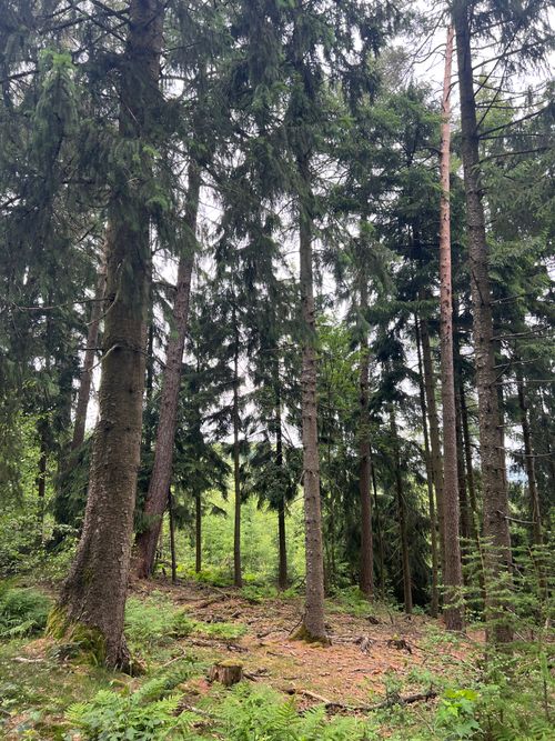 Free Tall pine trees in a serene, leafy forest in Germany. Stock Photo