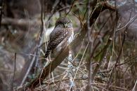 Close-Up Shot of a Eurasian Pygmy Owl