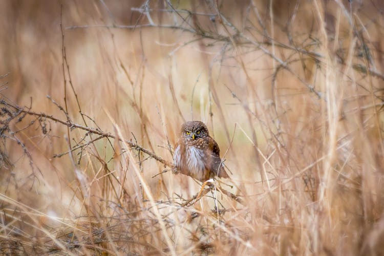 Brown Owl On A Branch