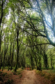 A person walks alone on a serene path through a lush green forest.