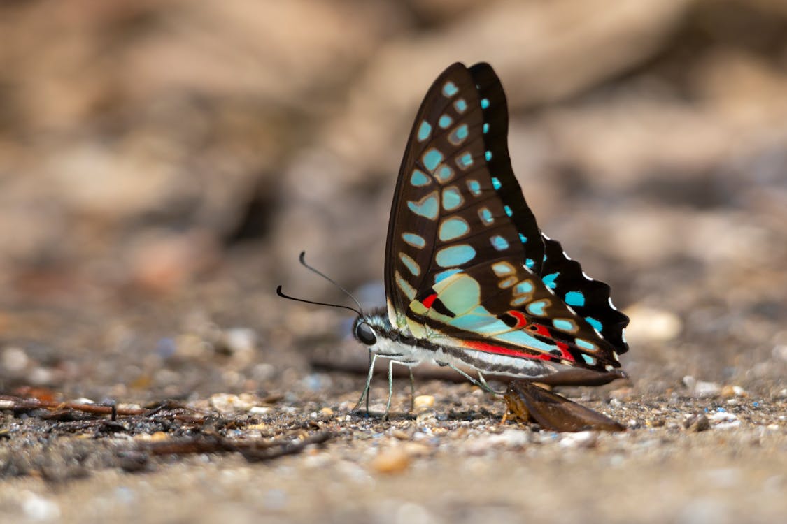 Macro Photography of Beautiful Butterfly 
