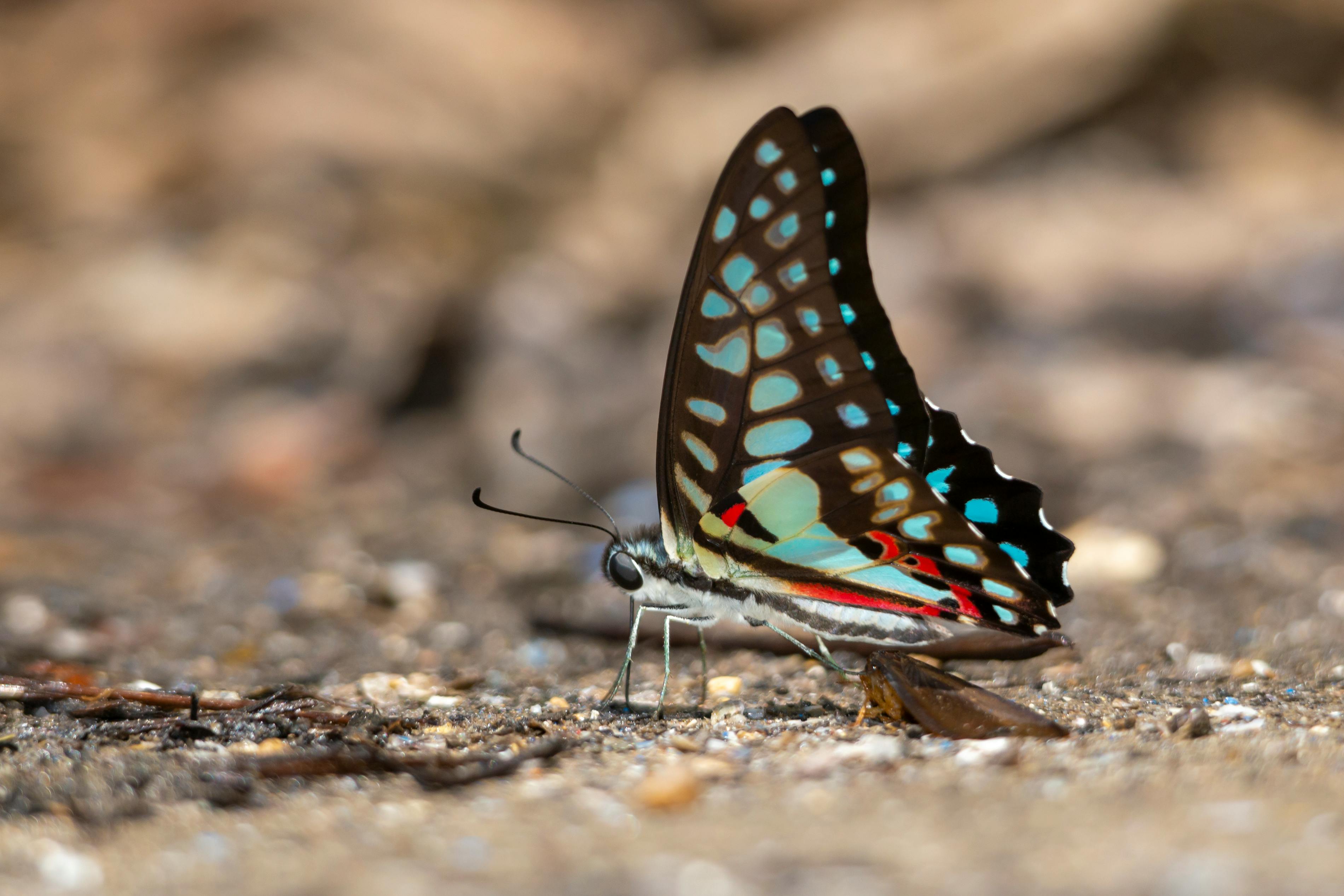  Macro  Photography  of Beautiful Butterfly   Free Stock Photo 