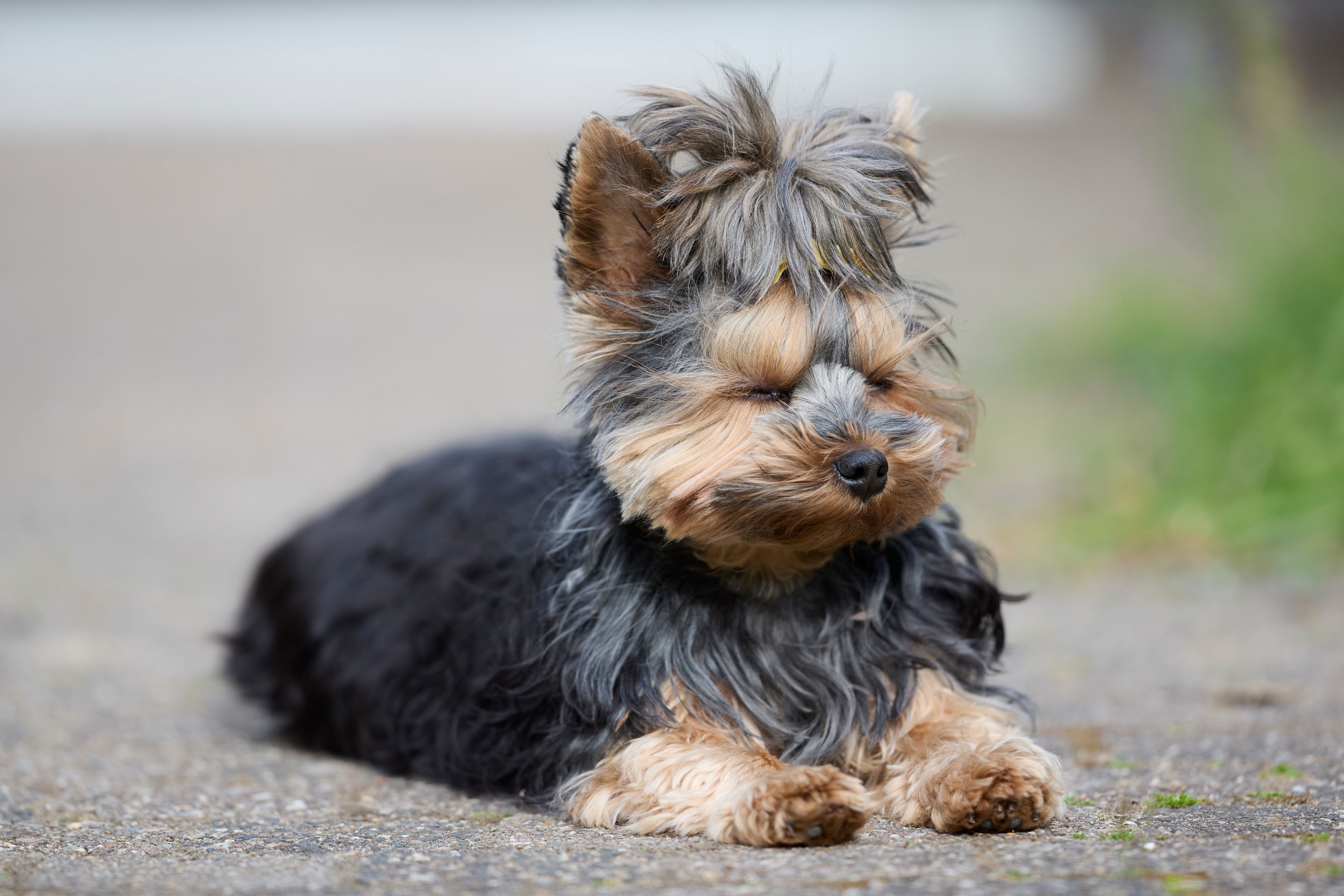 A cute Yorkshire Terrier puppy lying peacefully on a pavement outdoors, enjoying a calm moment.