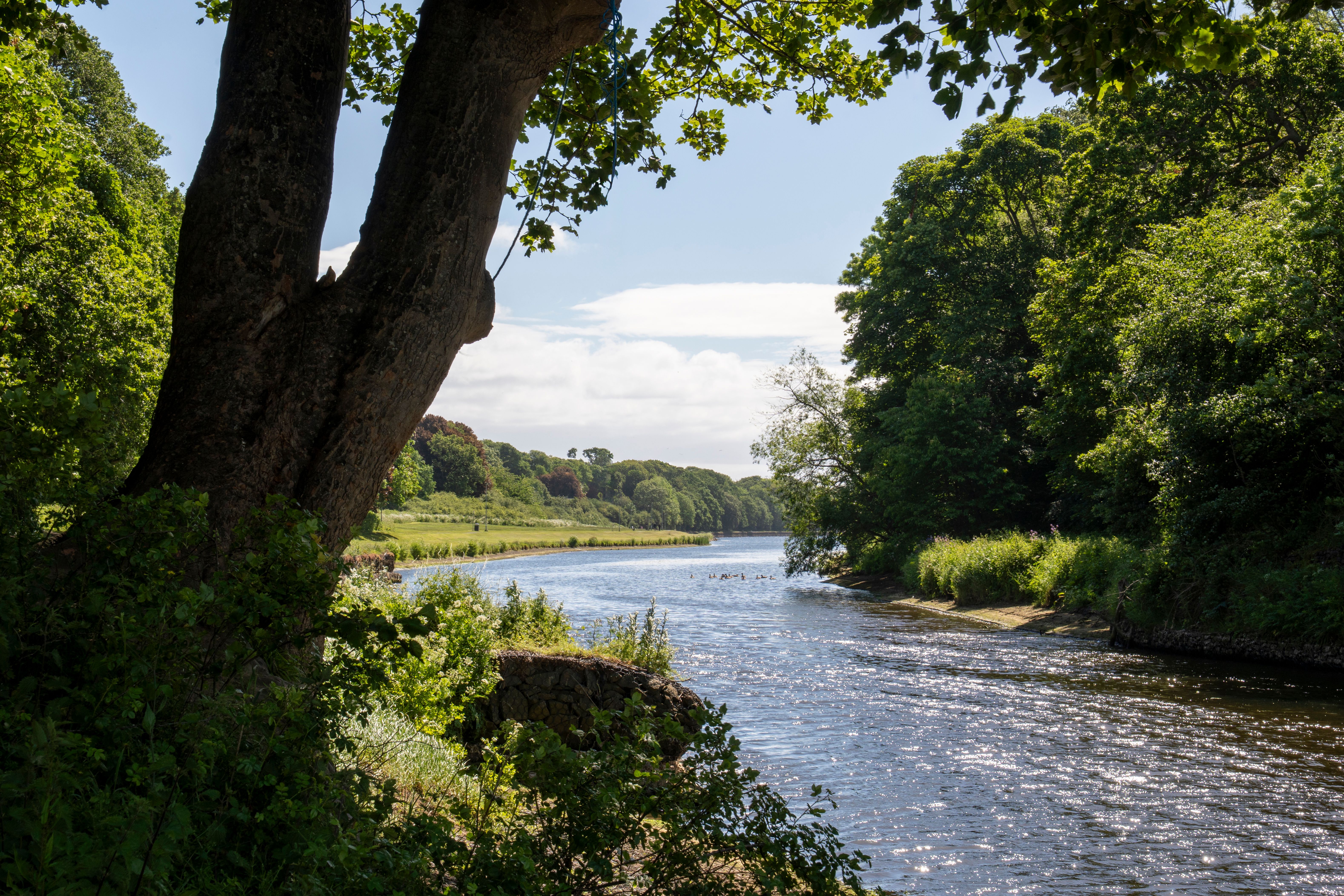 Peaceful summer scene along a river with lush greenery and bright sunlight.