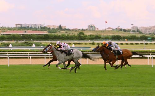 Free Exciting horse race with jockeys in vibrant apparel competing on a lush green racetrack. Stock Photo