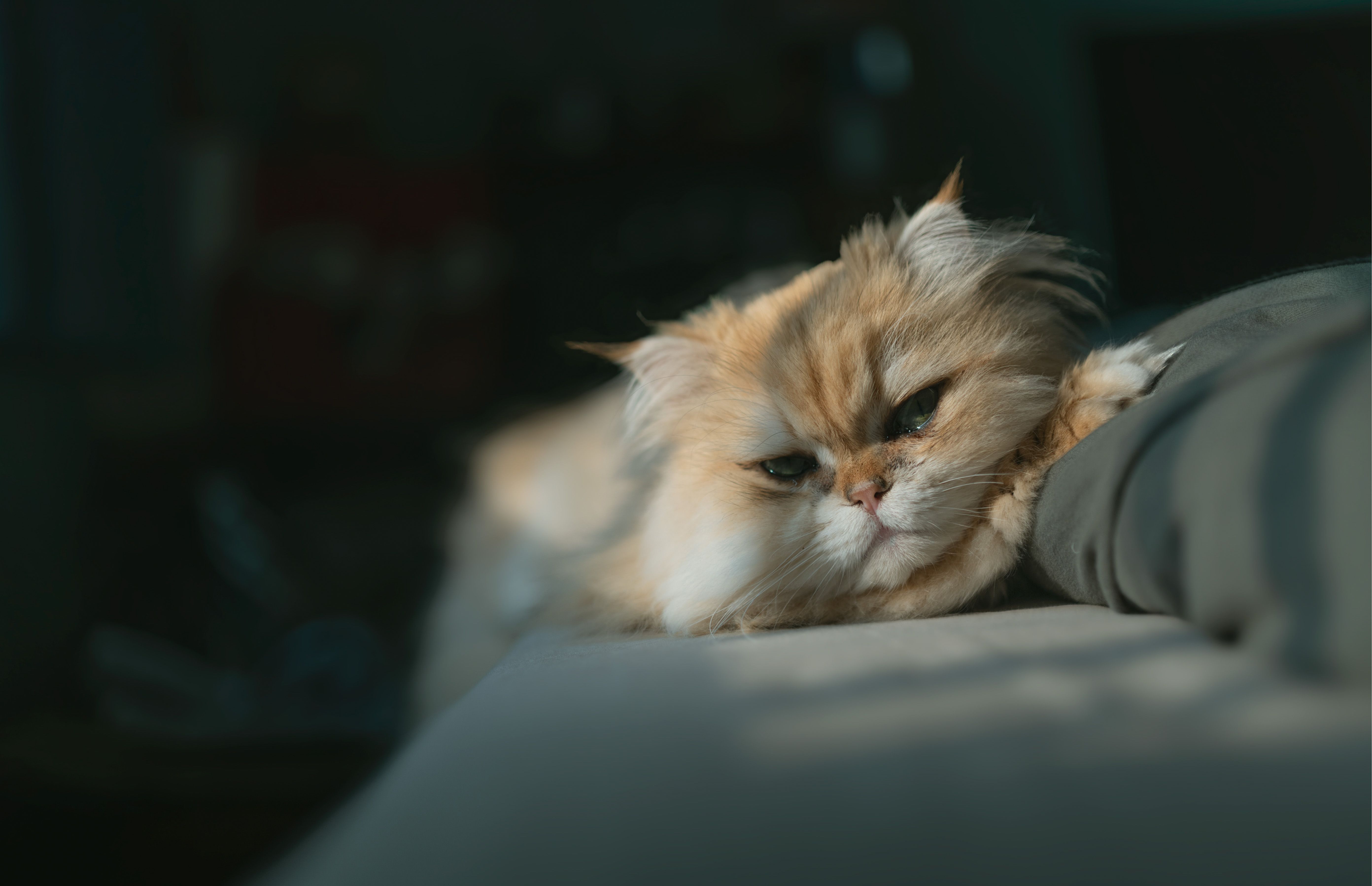 Portrait of a cat at a veterinary clinic