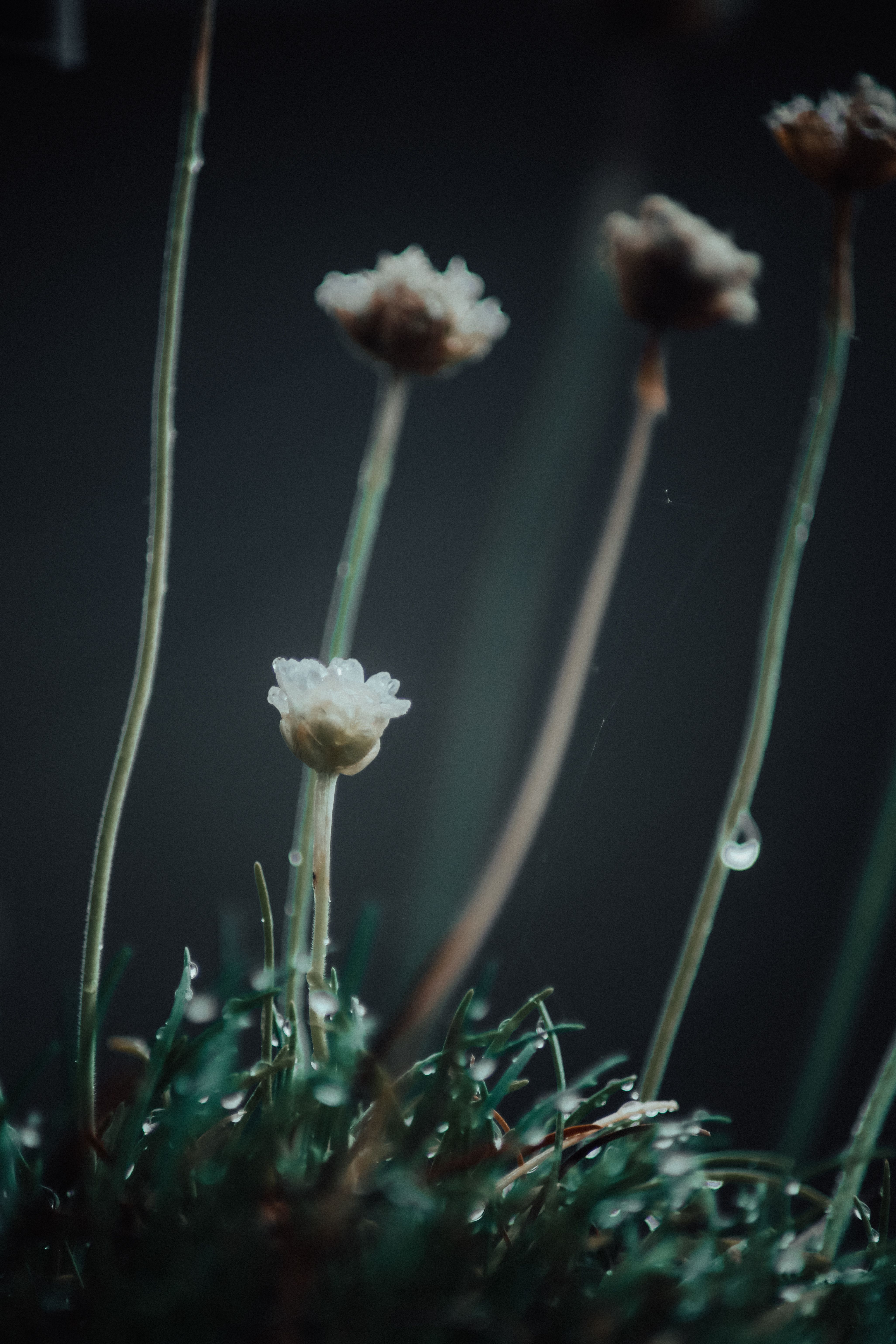 Zarte Wildblumen mit Morgentau in ruhiger Naturstimmung – Makrofotografie von Tasso Mitsarakis