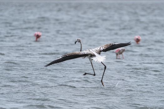 A juvenile flamingo gracefully lands on the water, showcasing its wingspan, with other flamingos in the background.