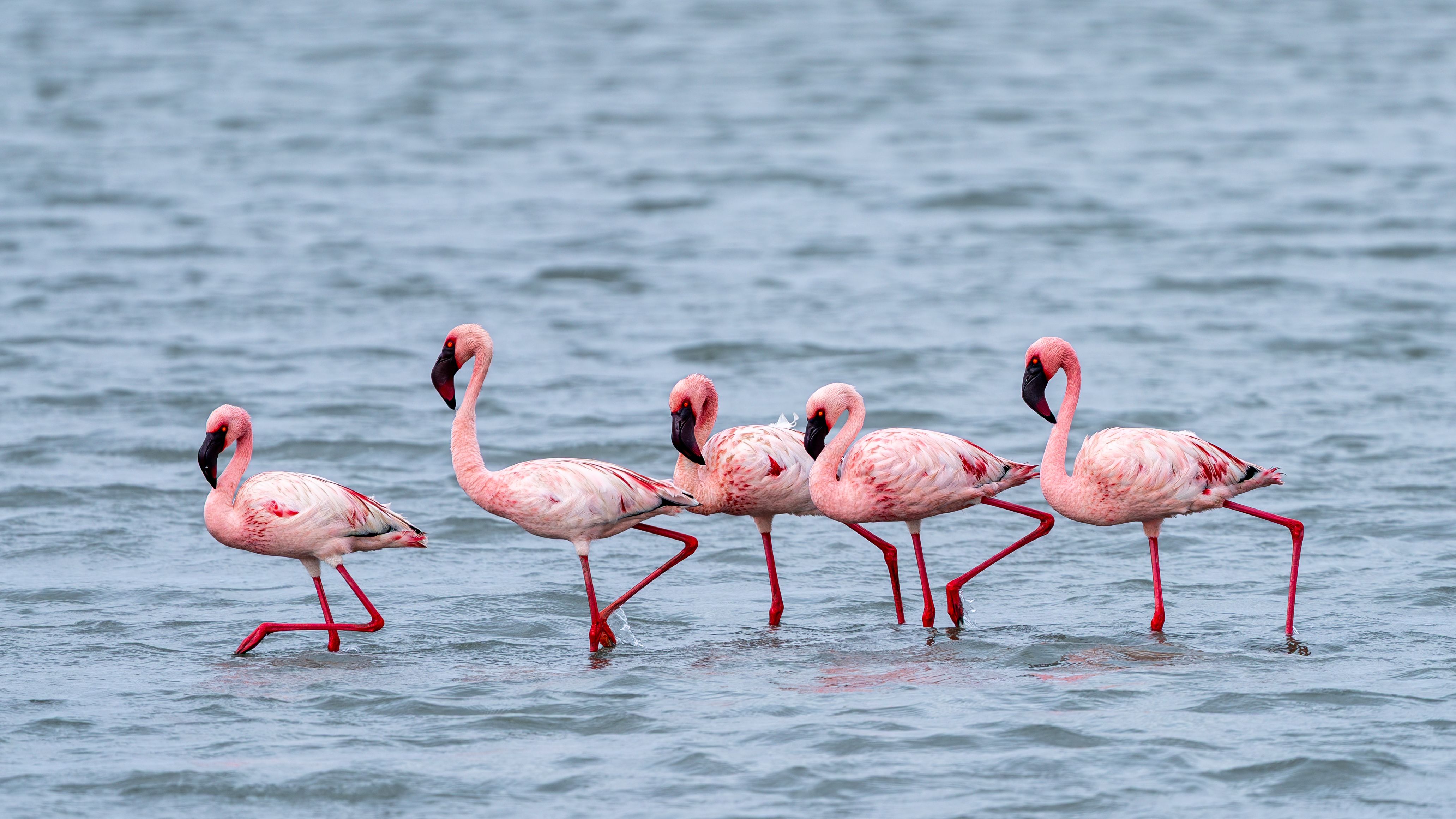 A vibrant image of lesser flamingos gracefully wading through the water, showcasing their pink hues.