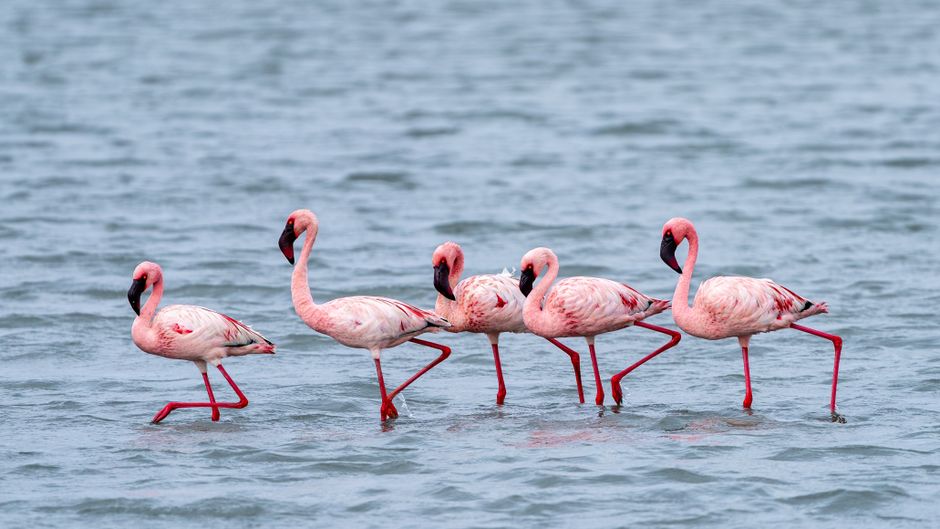 A vibrant image of lesser flamingos gracefully wading through the water, showcasing their pink hues.