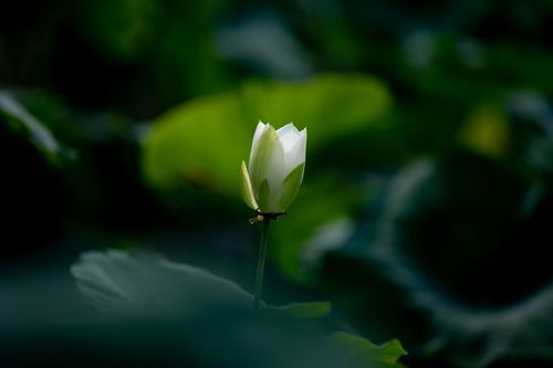 Free A serene close-up of a white lotus blossom surrounded by lush green leaves. Stock Photo