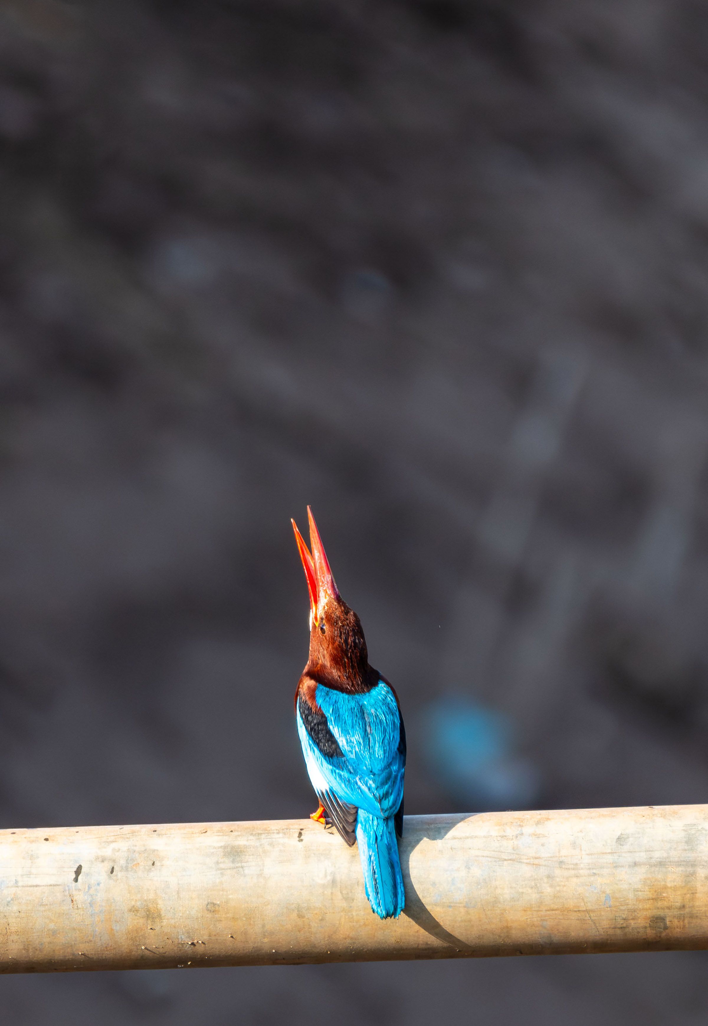 Vibrant kingfisher bird with blue plumage and red beak sitting on a wooden pole.
