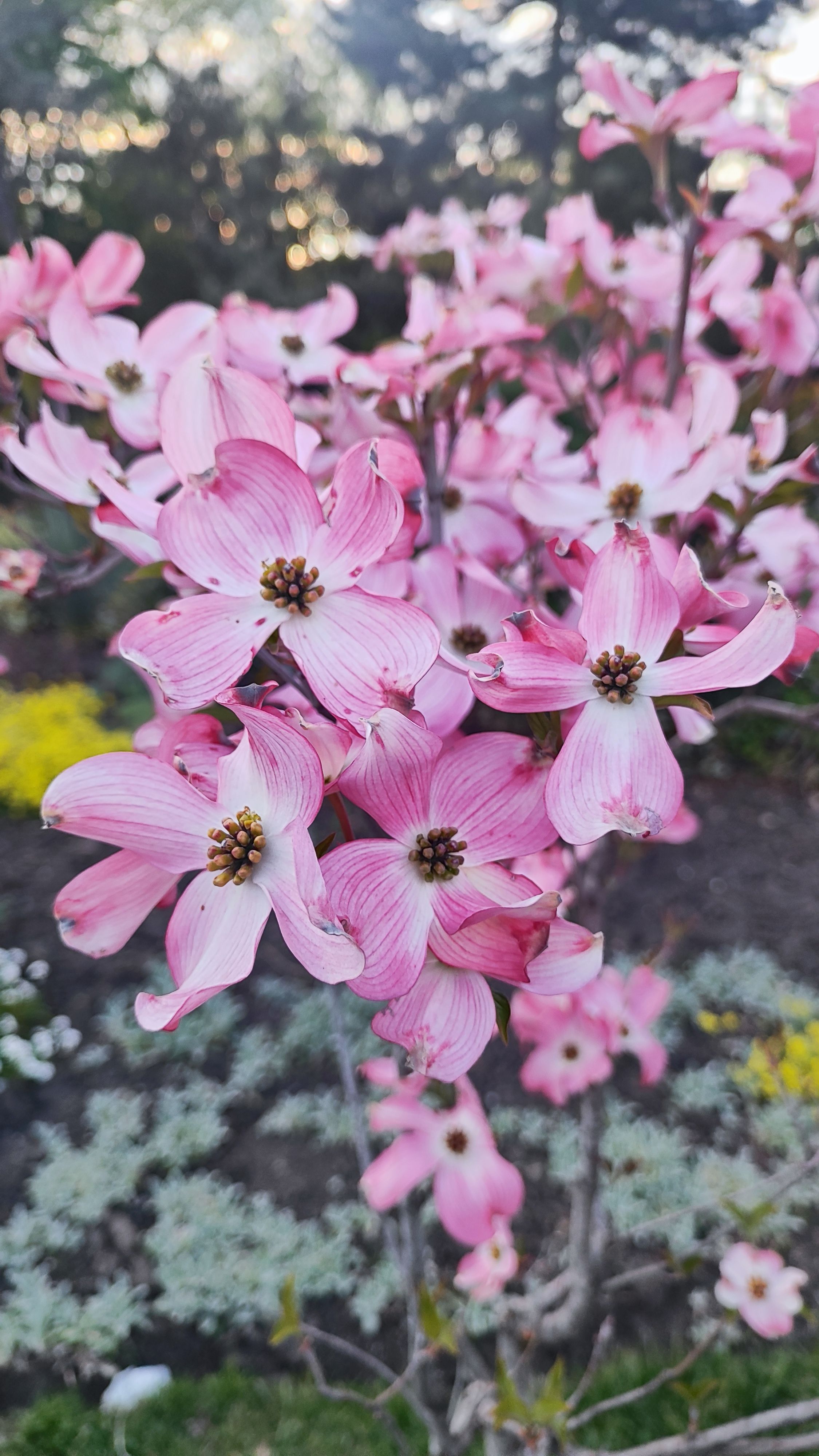 [ColoSach]-close-up-of-vibrant-pink-dogwood-flowers-blooming-in-a-spring-garden,-showcasing-nature's-beauty.