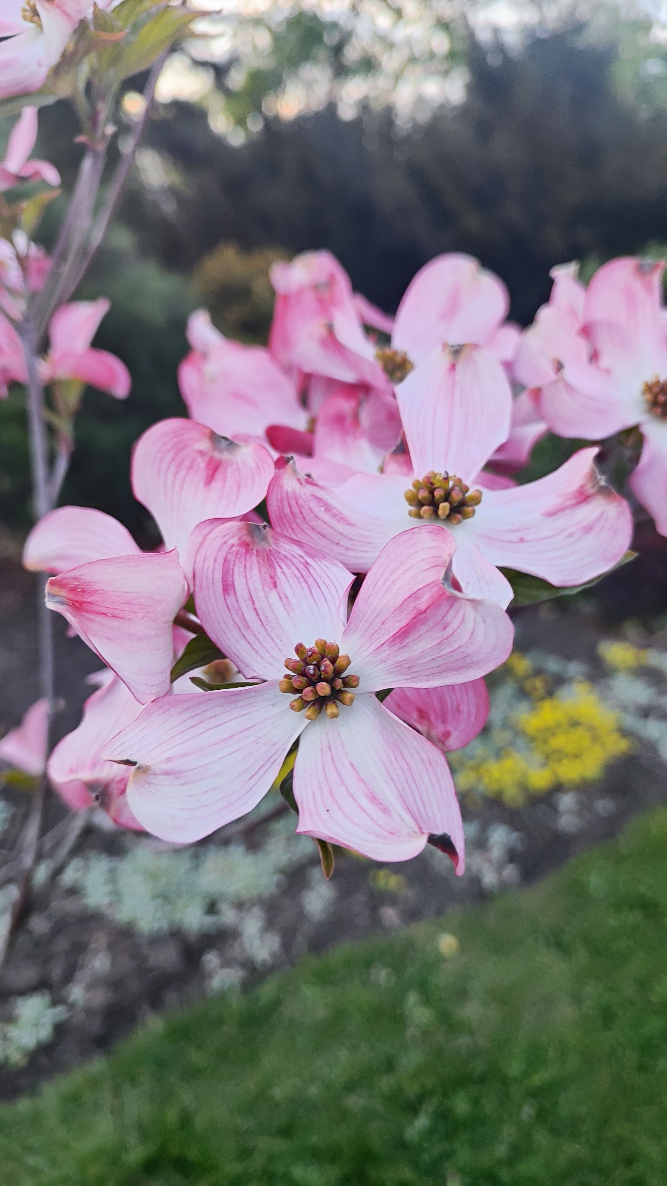 [ColoSach]-beautiful-close-up-of-pink-dogwood-flowers-against-a-soft-focus-garden-background.