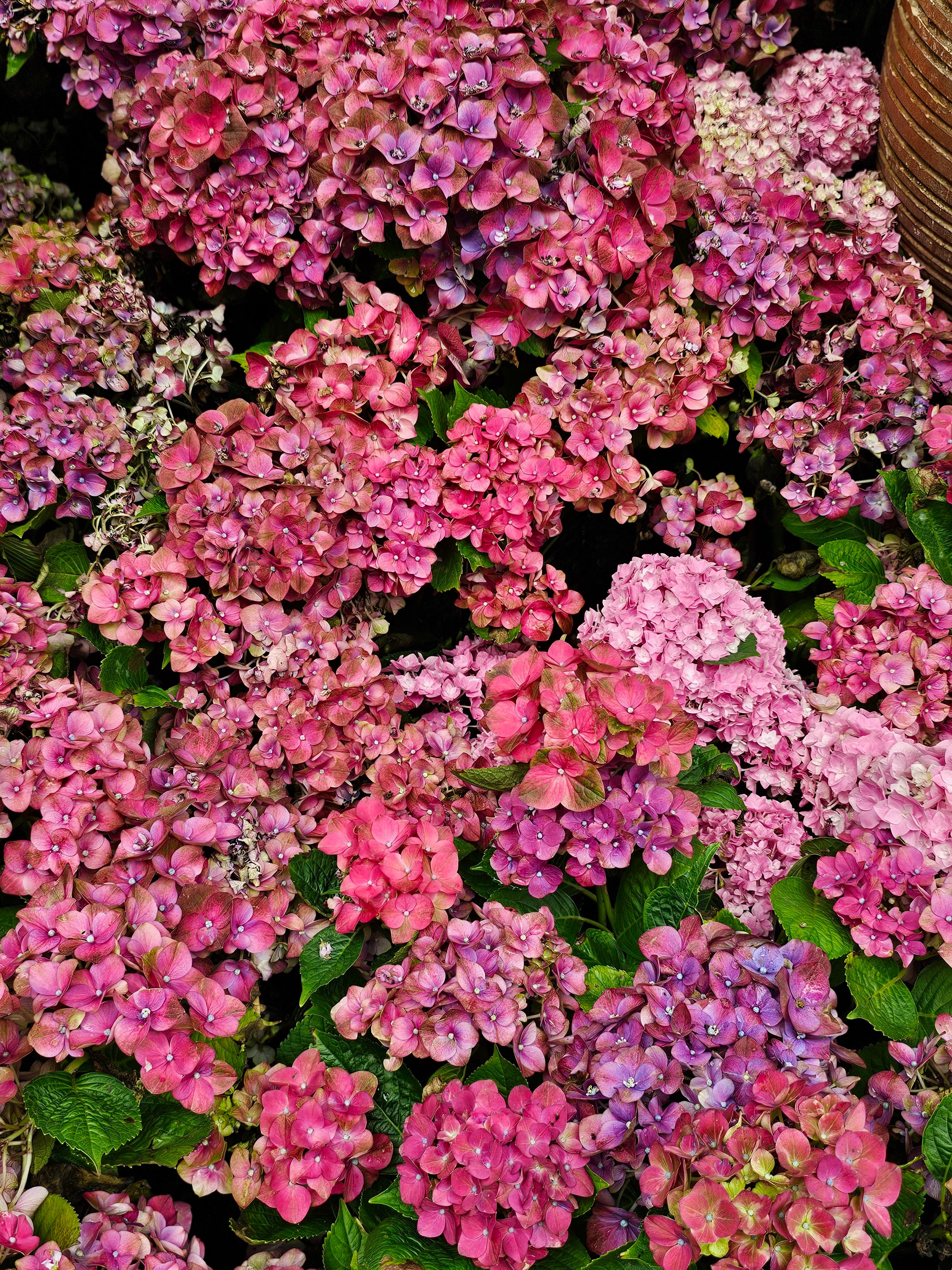 [ColoSach]-a-vivid-display-of-multicolored-hydrangea-flowers,-showcasing-the-beauty-of-nature-in-spring.