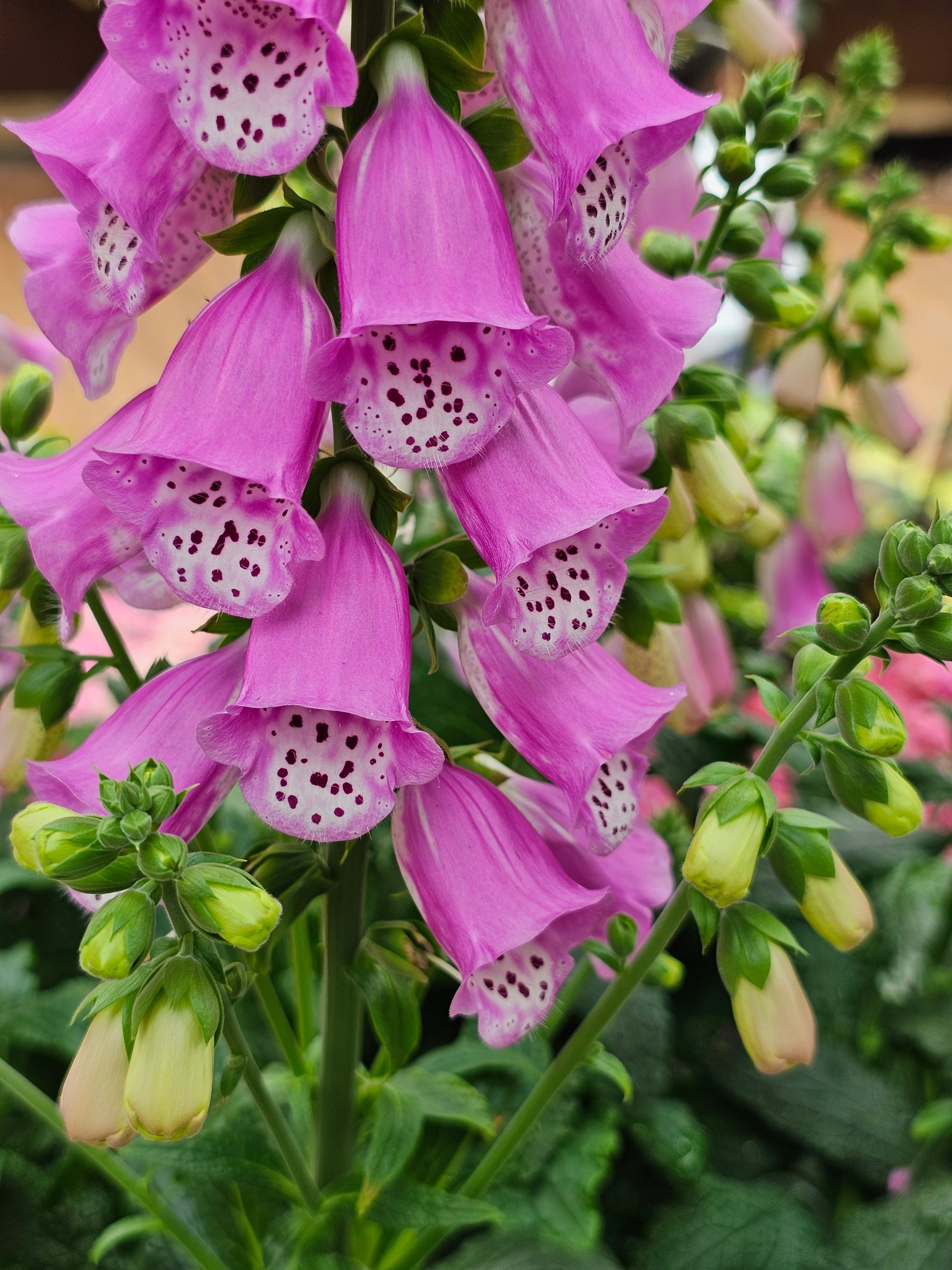 [ColoSach]-close-up-of-vibrant-pink-foxglove-flowers-showcasing-vivid-hues-and-distinctive-patterns.