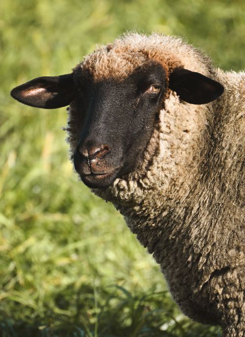 Free Detailed portrait of a Suffolk sheep standing in a sunlit grassy field. Stock Photo