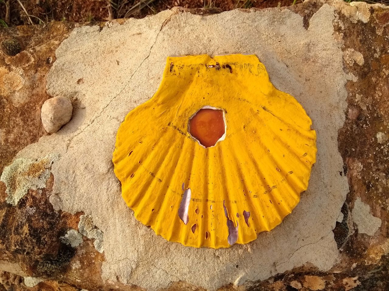 The yellow scallop shell, the emblem that has marked the way to Santiago for a thousand years