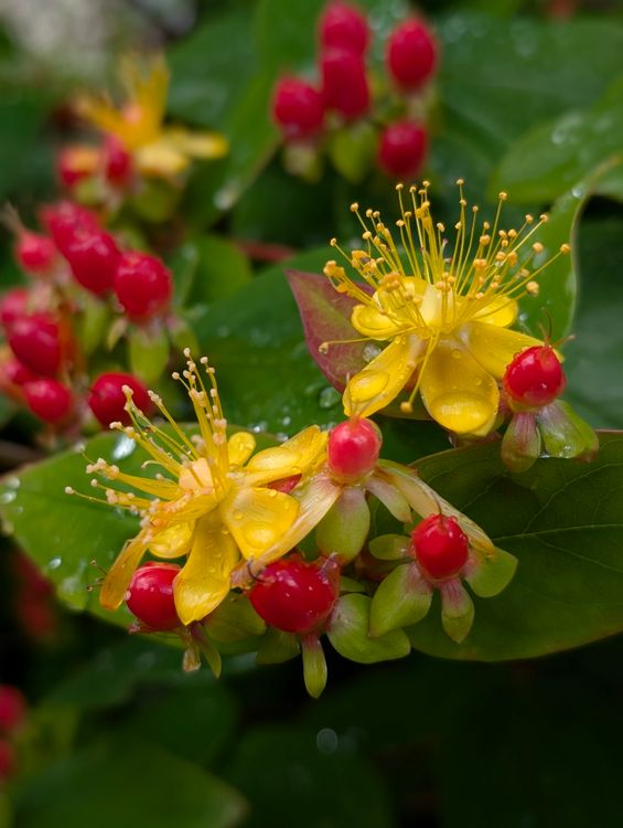 Vibrant Yellow Hypericum Flowers with Red Berries · Free Stock Photo