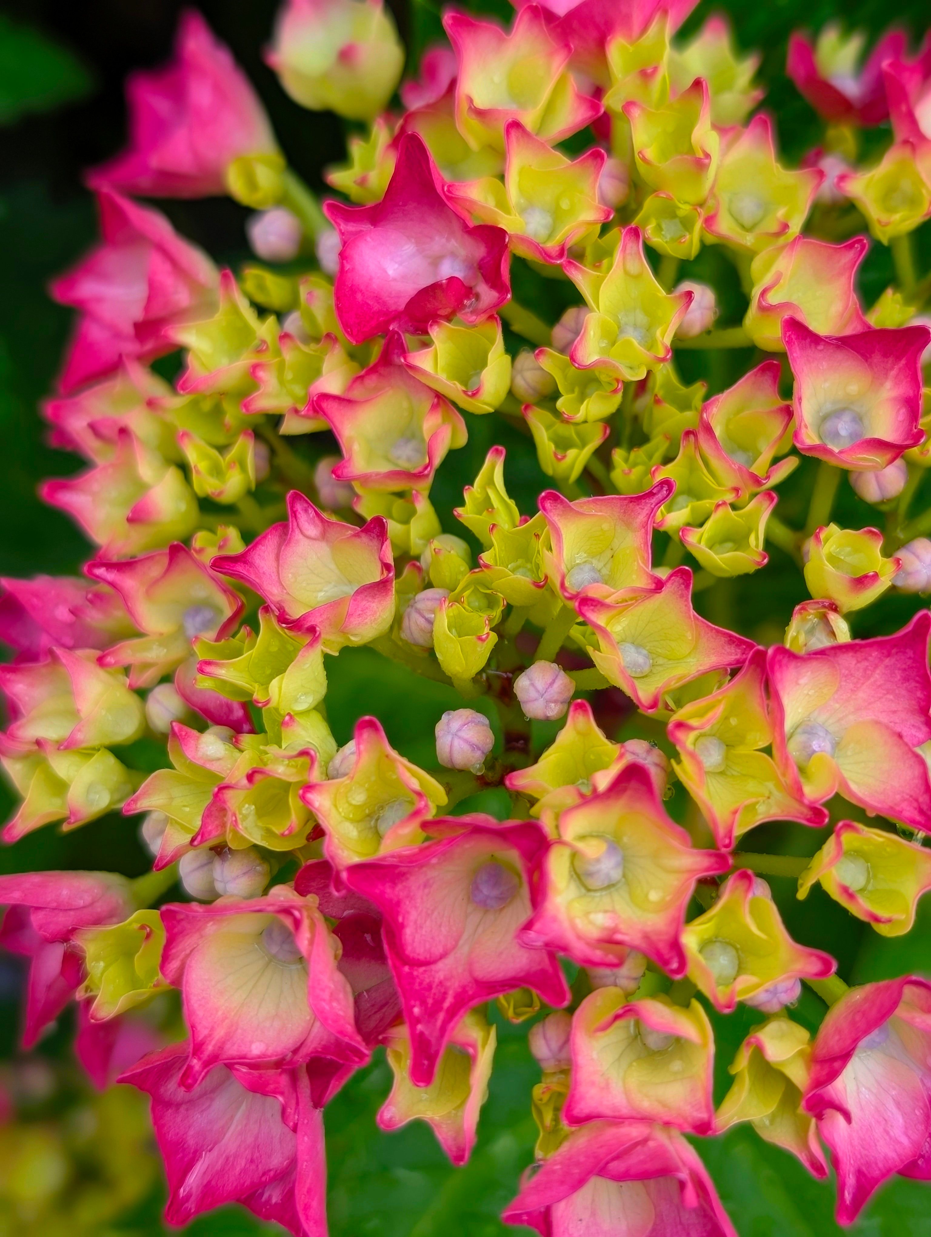 [ColoSach]-close-up-of-colorful-hydrangea-flowers-showcasing-vibrant-pink-and-yellow-petals-in-full-bloom.