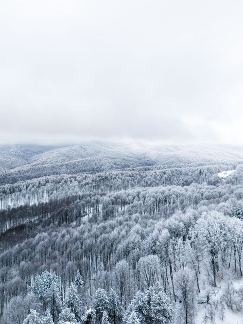 Free A breathtaking aerial view of a snow-covered forest and mountains during winter. Stock Photo
