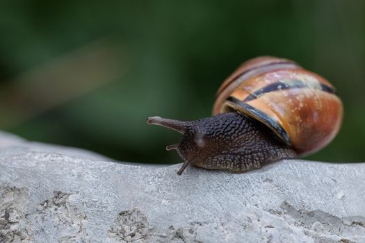Detailed macro shot of a garden snail crawling on a textured rock.