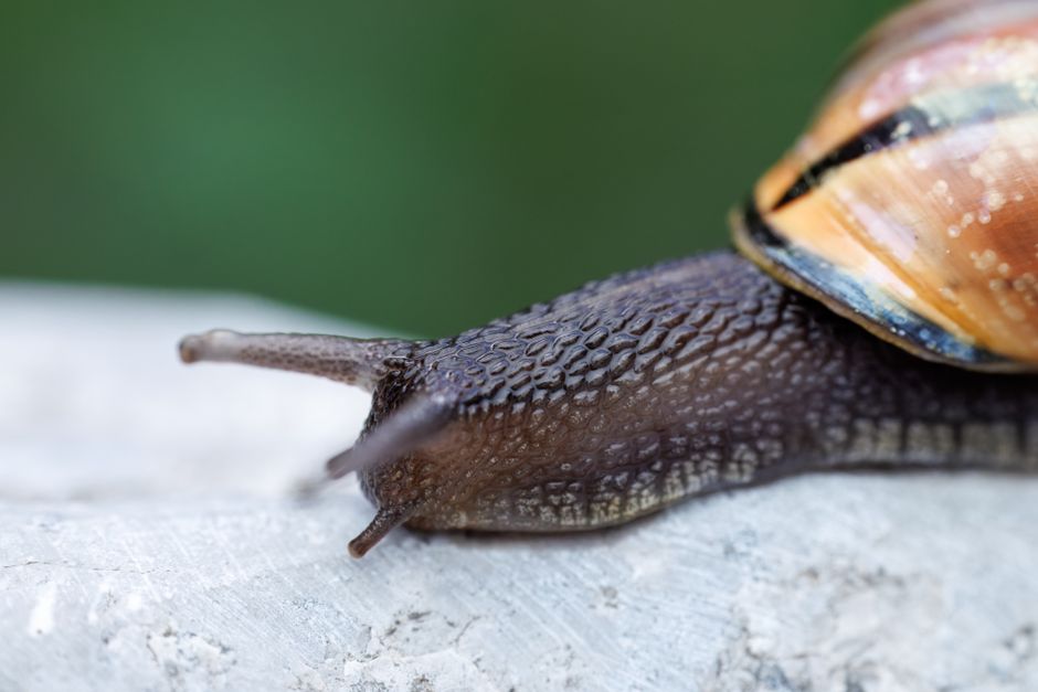 Detailed macro shot of a snail's shell and body on a textured surface.