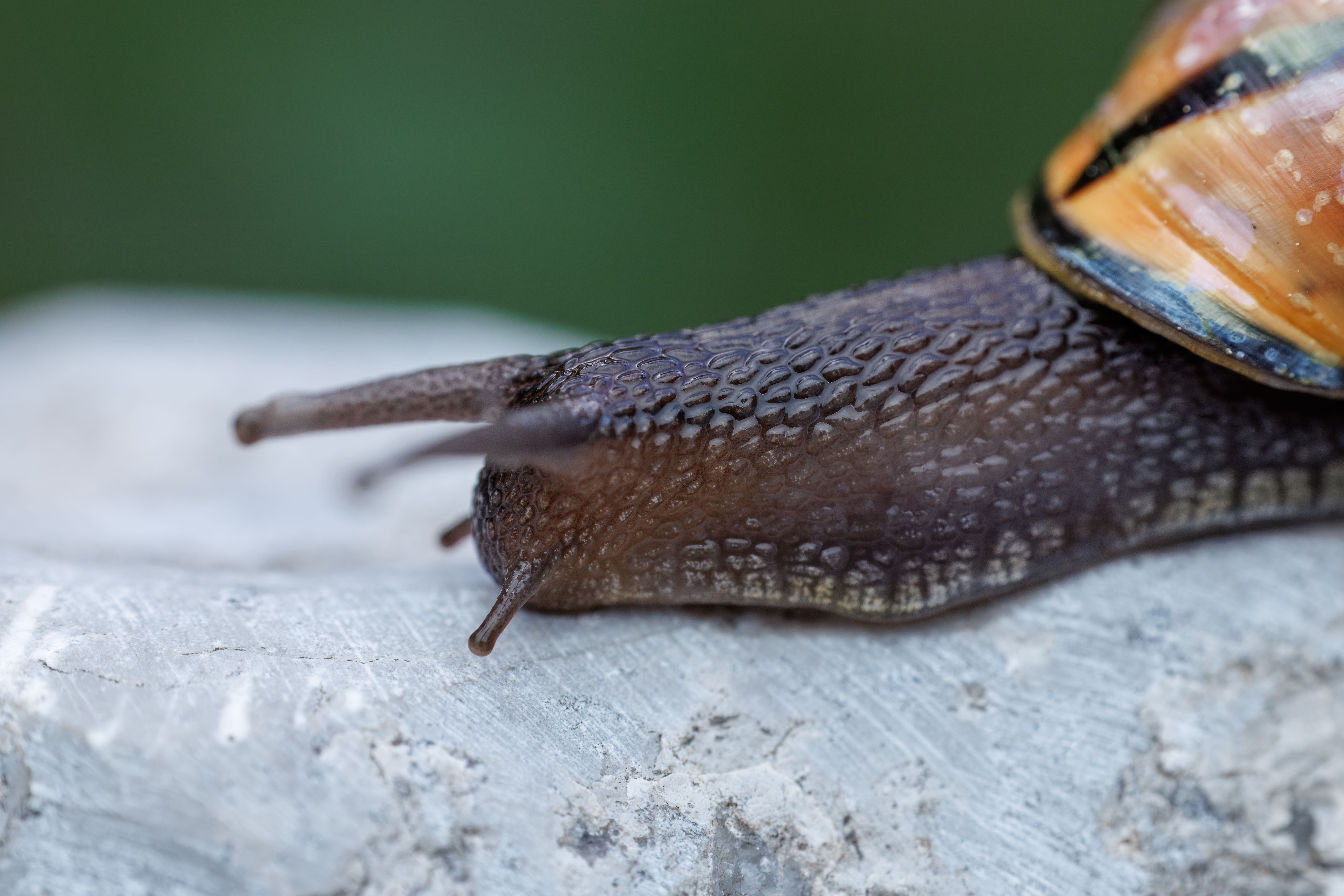 Invertebrate of Year Q&A: discuss our countdown with Patrick Barkham