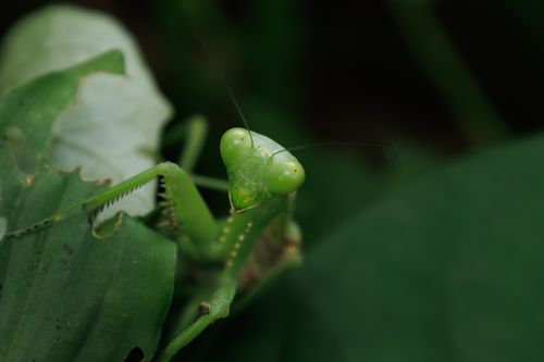 Free Vivid close-up of a green praying mantis resting on a leaf. Stock Photo