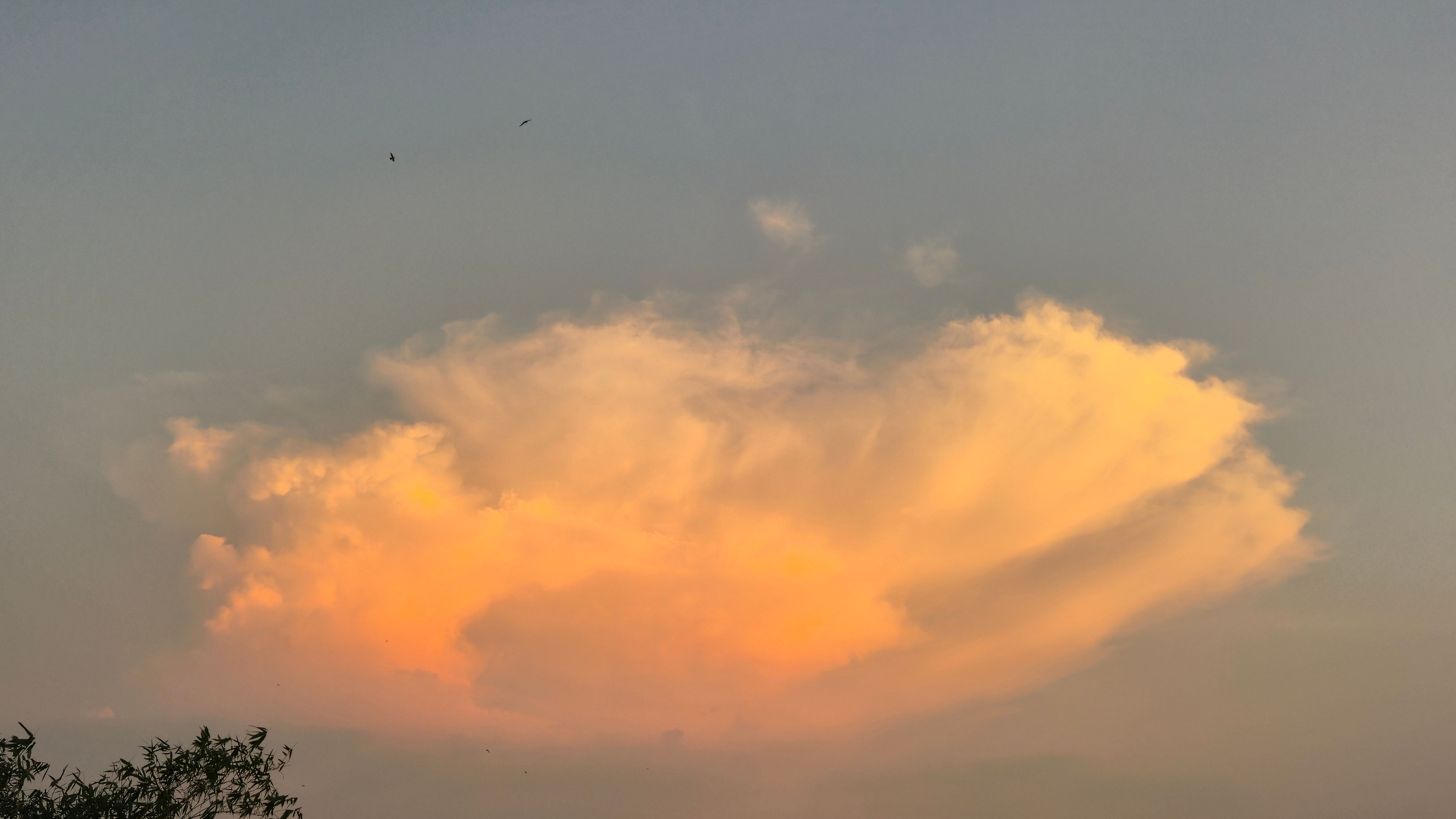 Cumulus Hopes to Conclude Chapter 11 by 