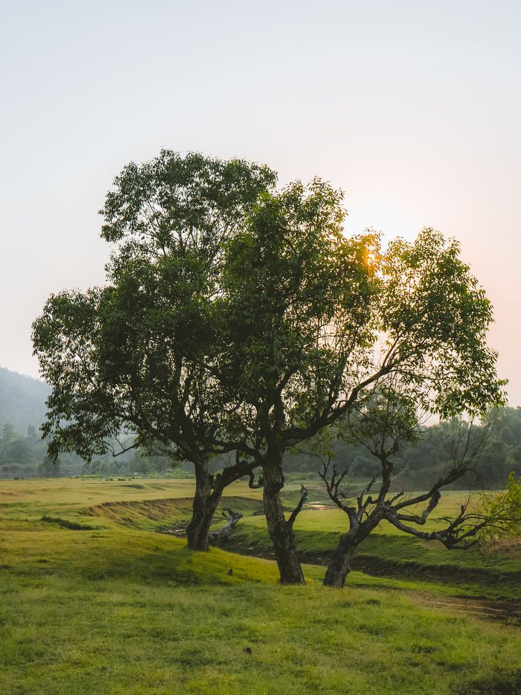 100,000+ Best Tree Images · 100% Free Download · Pexels Stock Photos