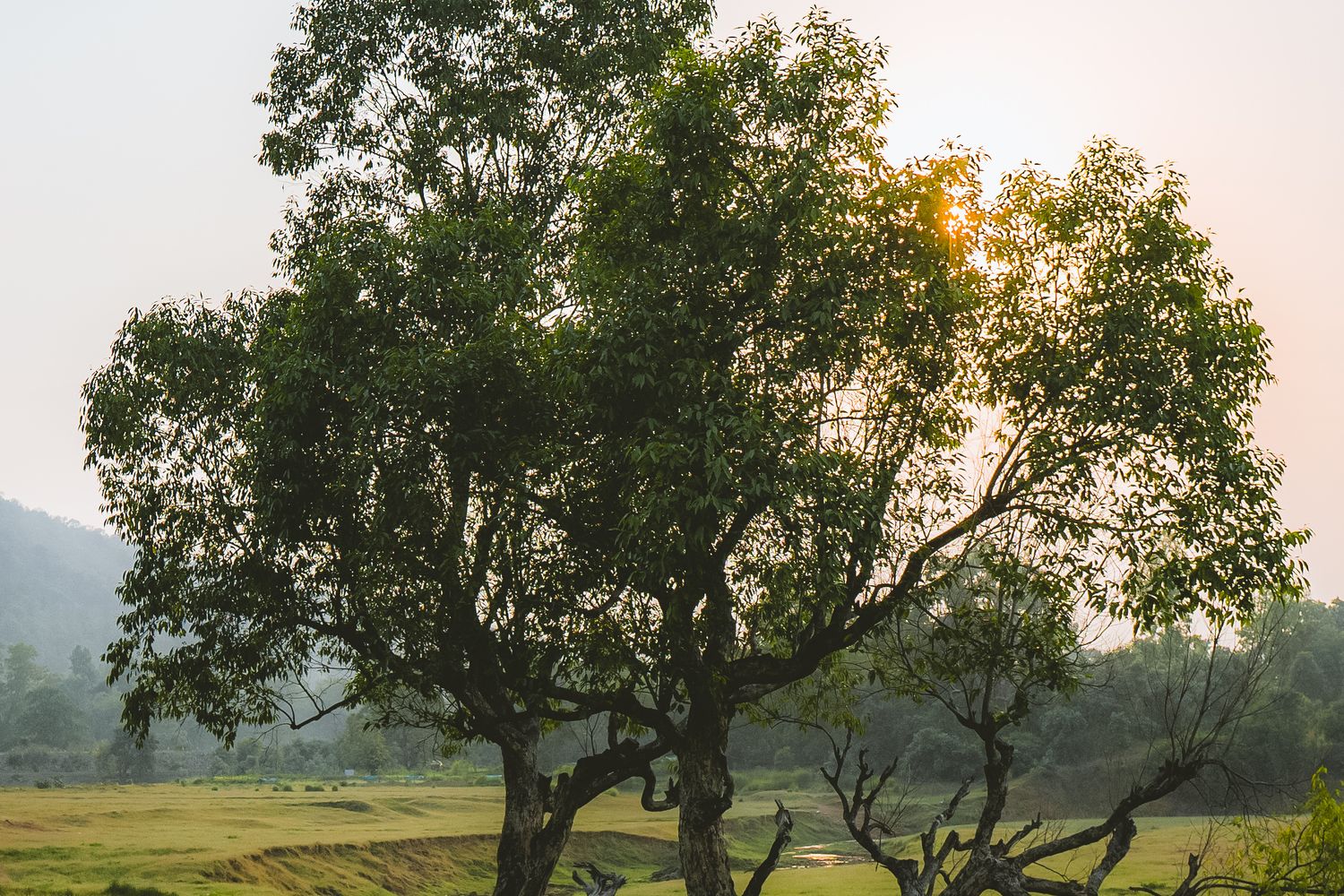 Tree Image Download 100,000+ Best Tree Images · 100% Free Download · Pexels Stock Photos