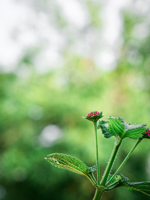 Free Close-up of lantana plant with budding flowers against a blurred green background. Stock Photo