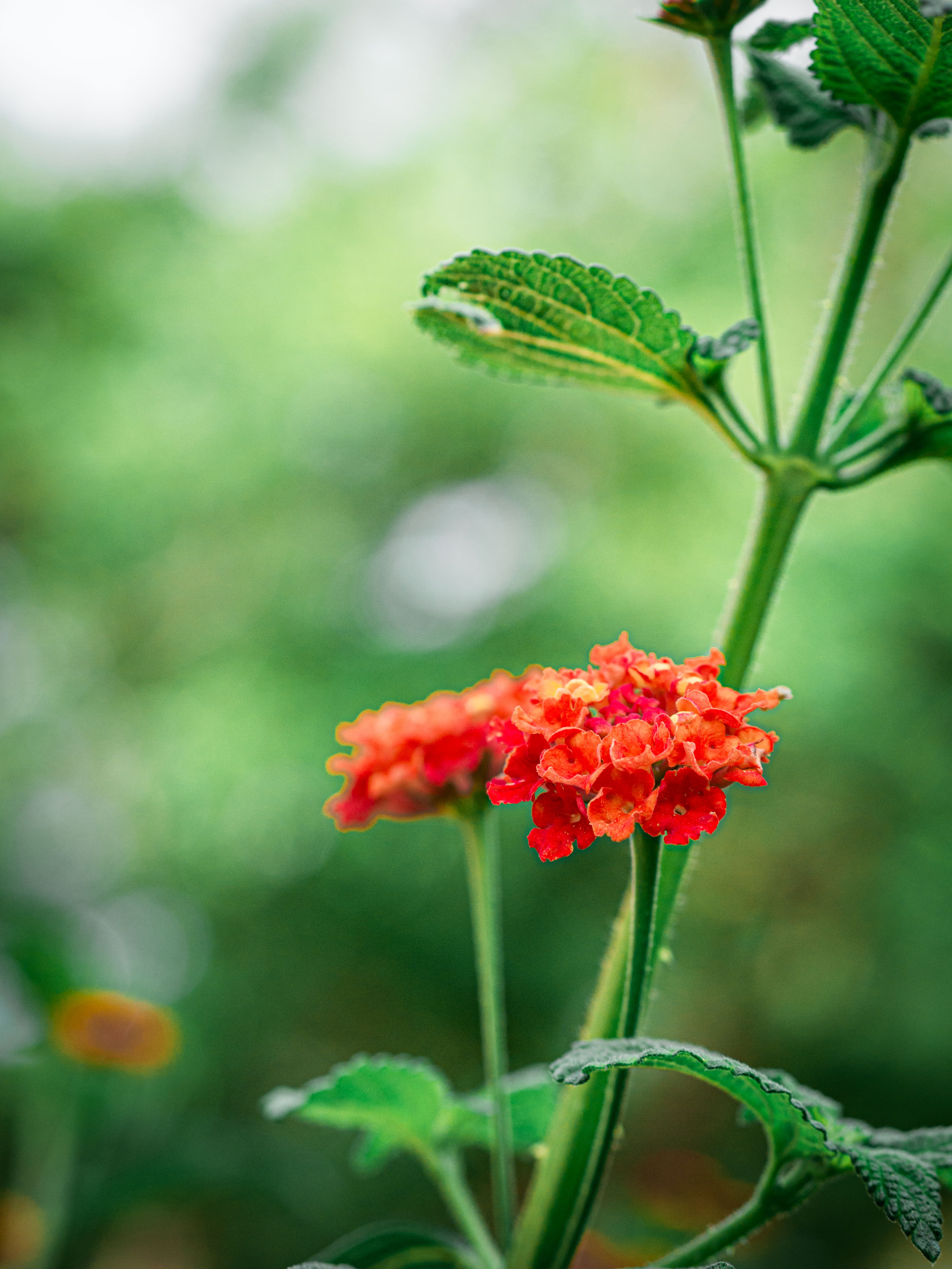 [ColoSach]-close-up-of-vibrant-red-lantana-flowers-with-lush-green-foliage,-perfect-for-nature-and-gardening-themes.