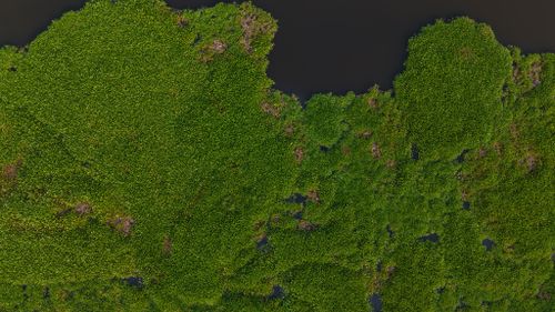 Free Aerial view of dense green aquatic vegetation in the wetlands of Kuakata, Bangladesh. Stock Photo