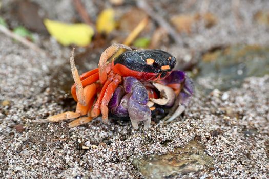 Close-up of a colorful Halloween crab on sandy Guanacaste beach, Costa Rica.