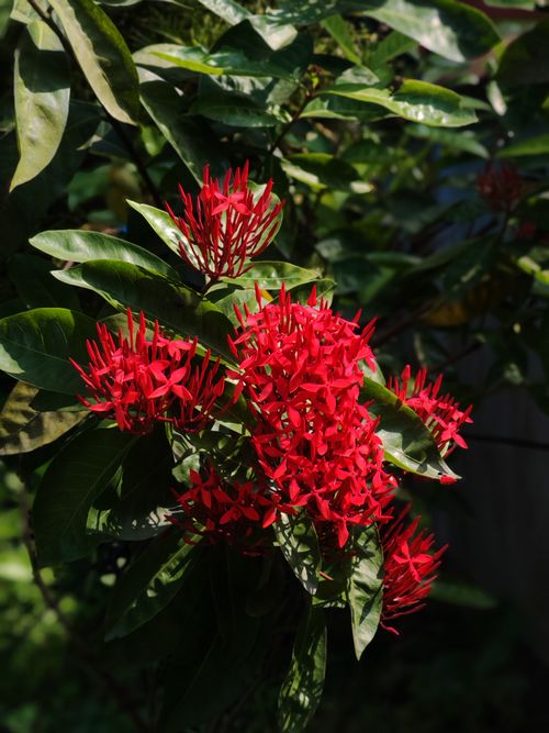 Free Bright red Ixora blooms contrast beautifully with verdant leaves, capturing tropical floral beauty. Stock Photo