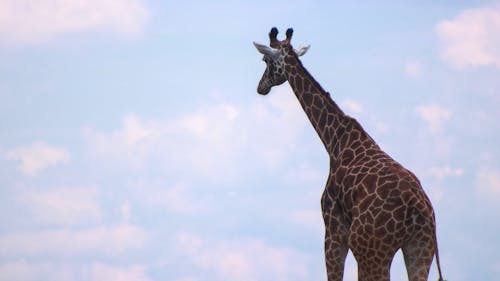Free stock photo of animal, animals, giraffe