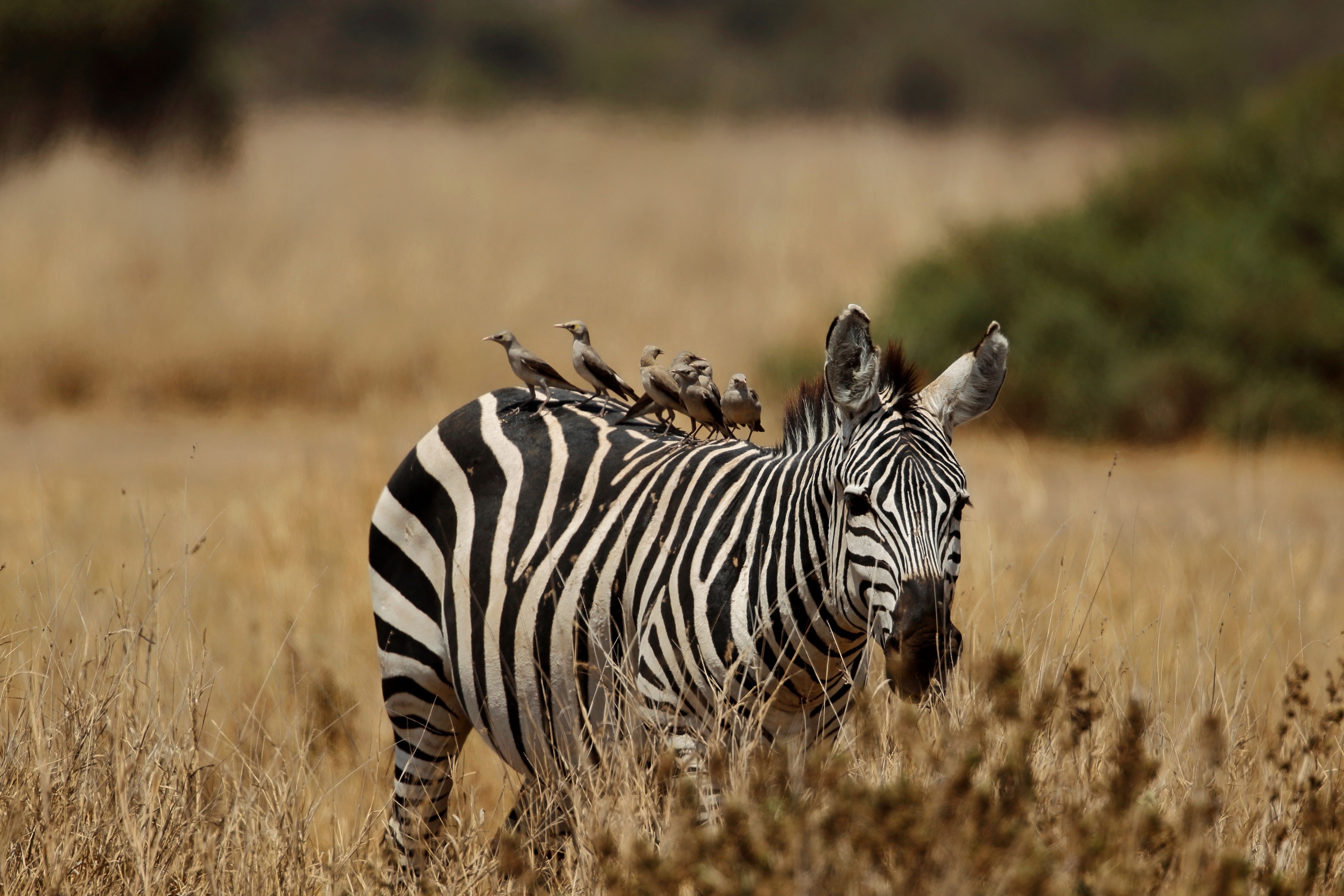 Amboseli, Kenya — skyline and landmarks · stay connected with a Amboseli eSIM from My Holiday SIM