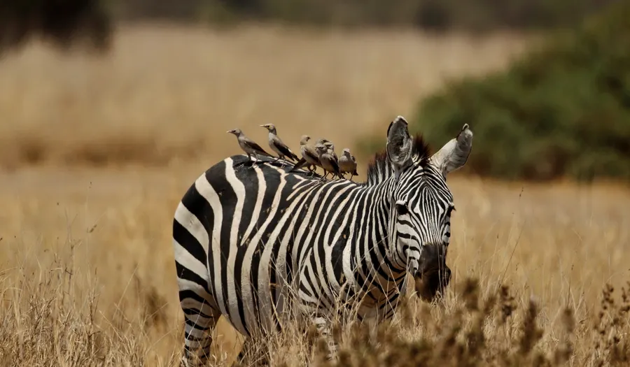 Parc national d'Amboseli