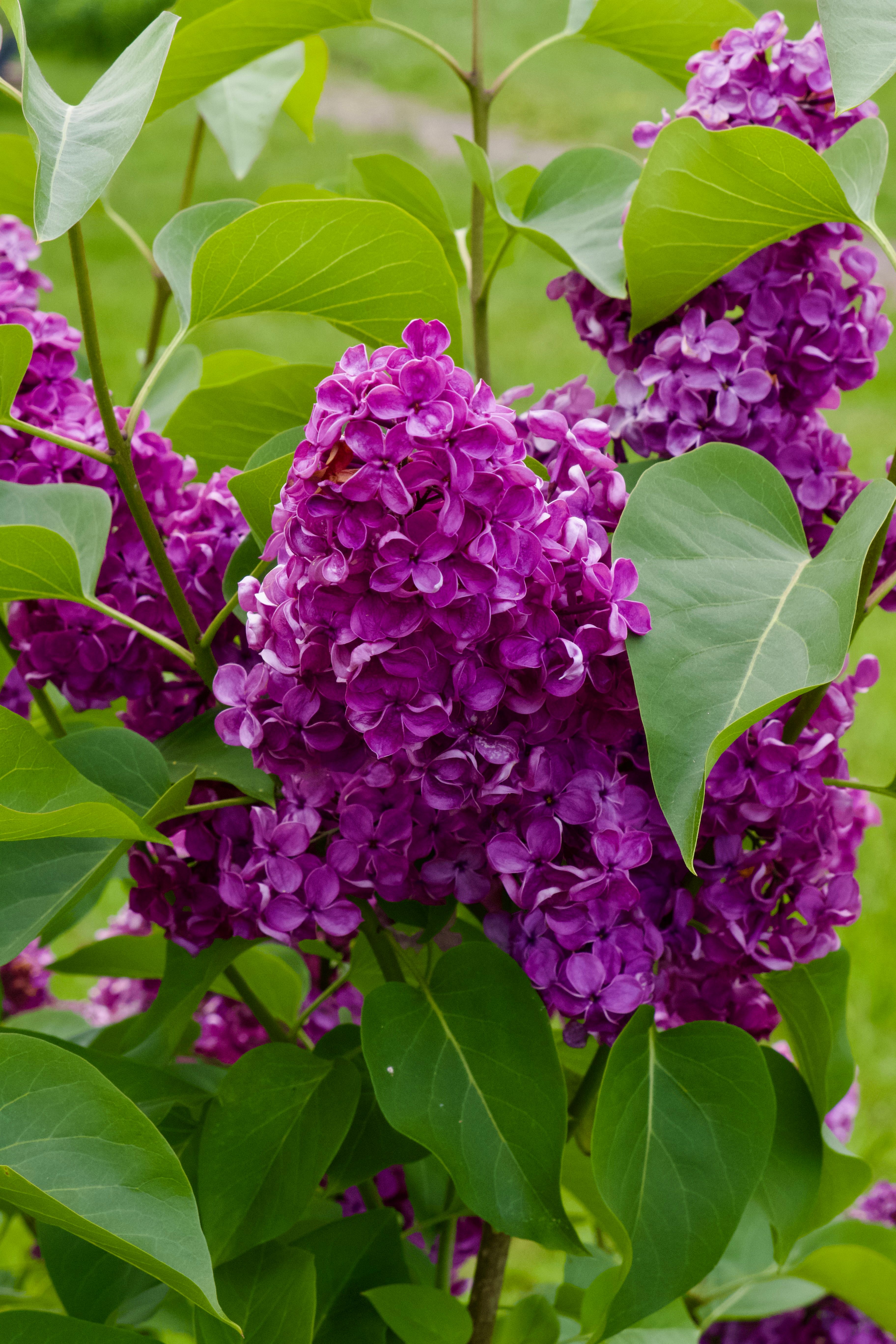 [ColoSach]-bright-purple-lilac-flowers-in-full-bloom,-surrounded-by-lush-green-leaves-in-a-spring-garden.