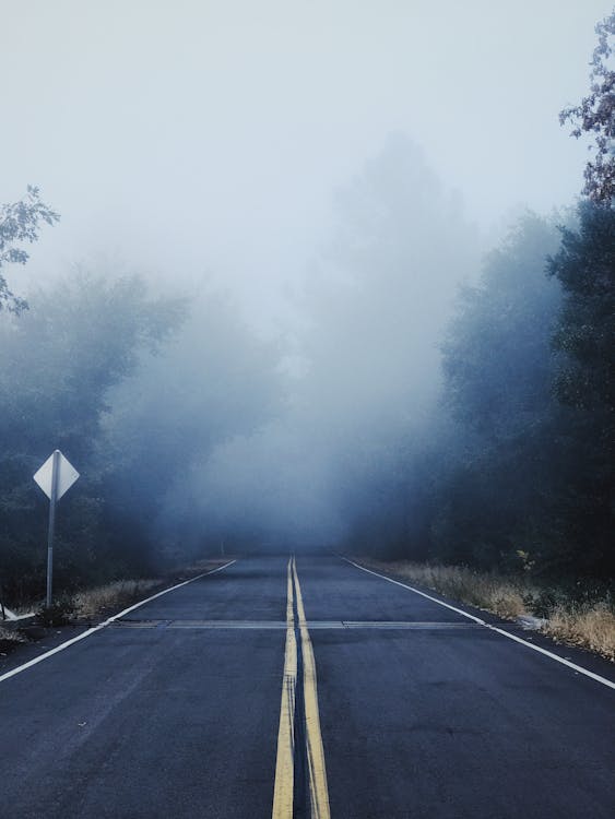 Gray Concrete Road Between Trees Covered With Fog