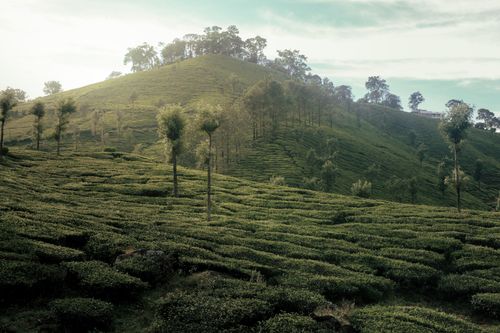 Free Expansive tea plantation on a hillside, showcasing lush greenery under a bright sky. Stock Photo