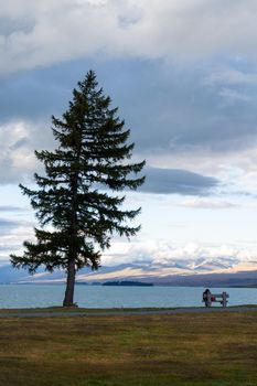 Lonely tree and bench by Lake Pukaki with scenic mountainous backdrop, New Zealand.
