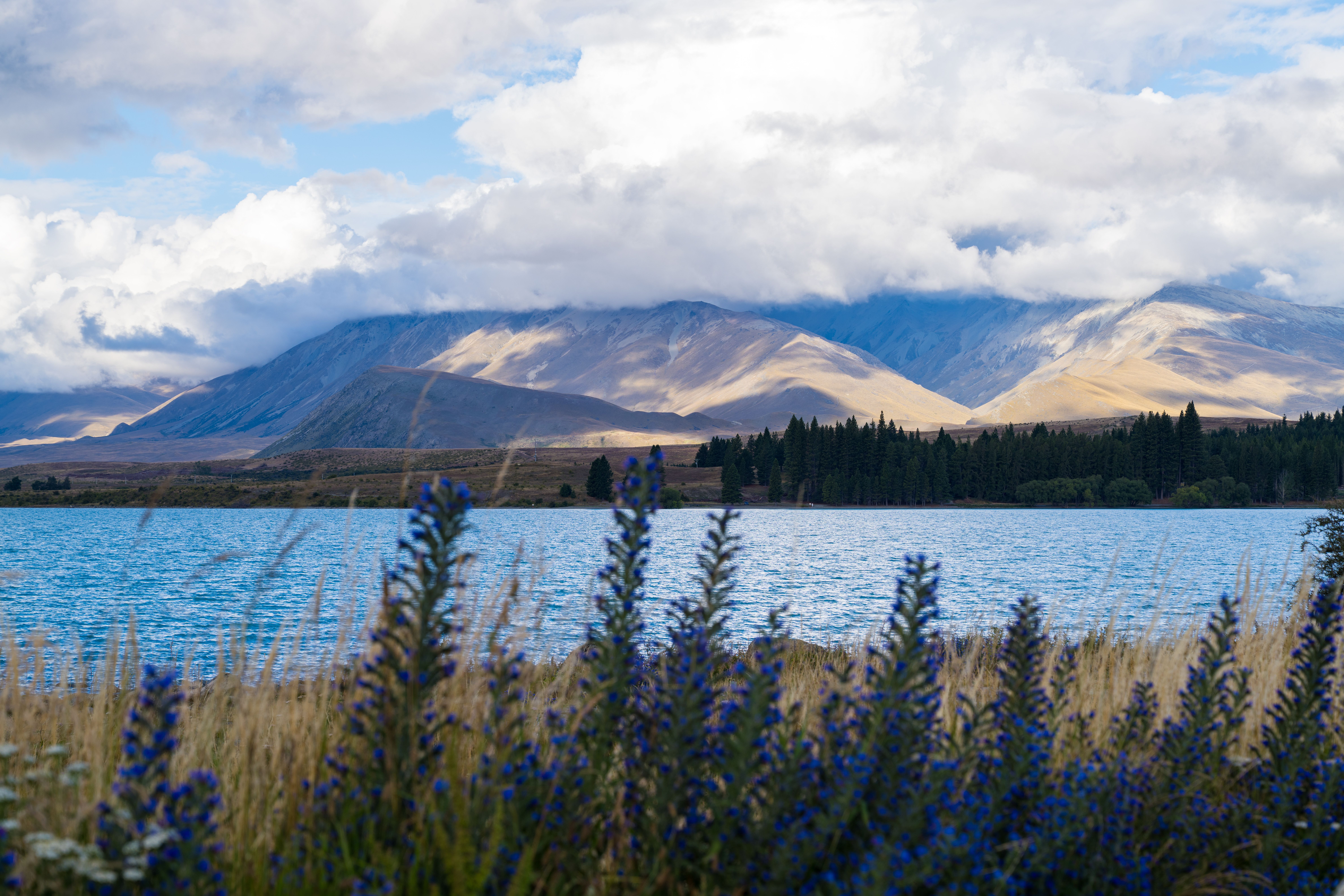 Beautiful view of Lake Tekapo in New Zealand with mountains and lupines.