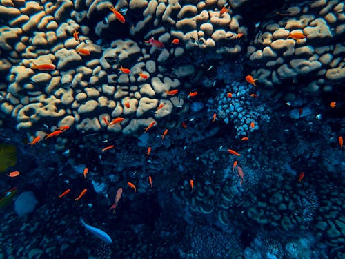 Tiny orange fish swimming along reef in blue deep water of ocean with sunbeams