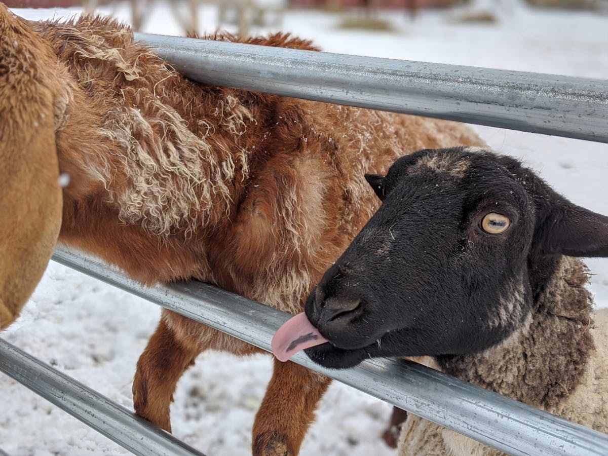 Cover image for Decision Rights Are the Missing Piece: Why Organizational Redesigns Keep Failing